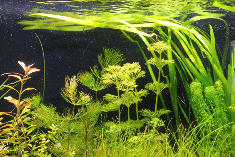 植栽から9日目　新芽が展開しだす　バリスネリア　スピラリス
